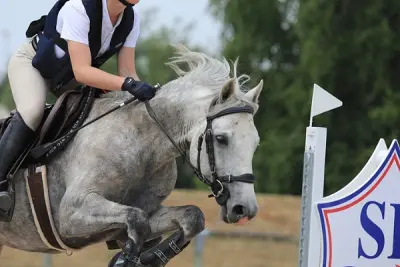 Concours CSO amateur et Ponam Club