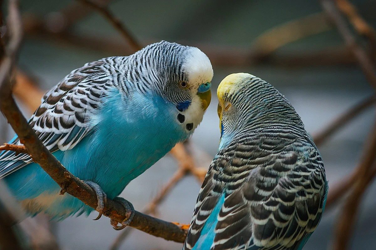 Bourse aux oiseaux