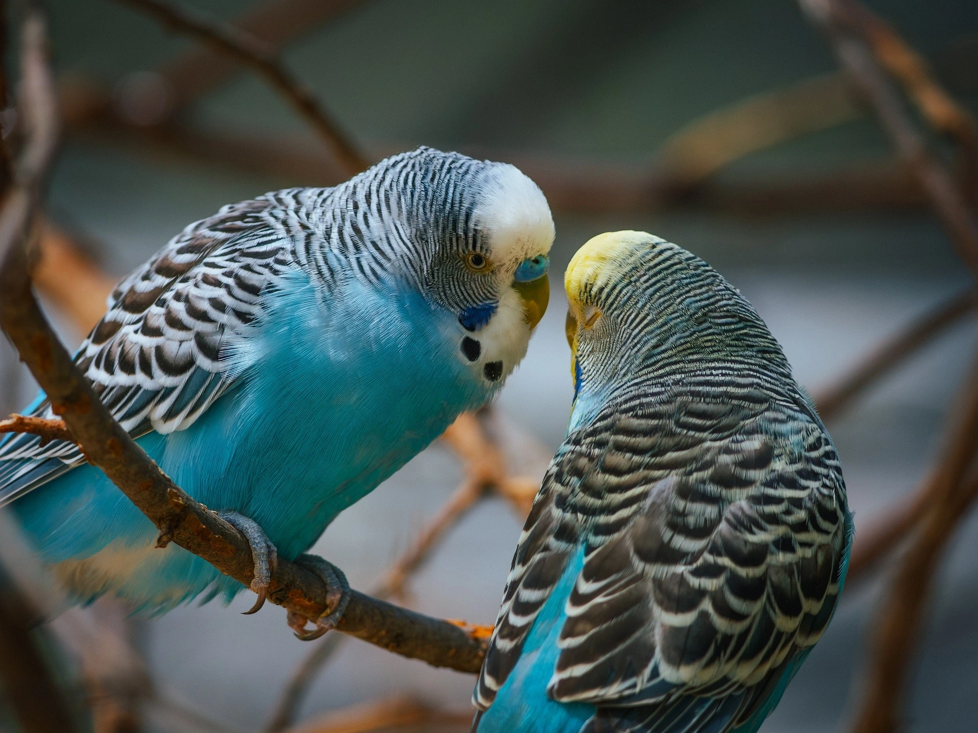 Bourse aux oiseaux
