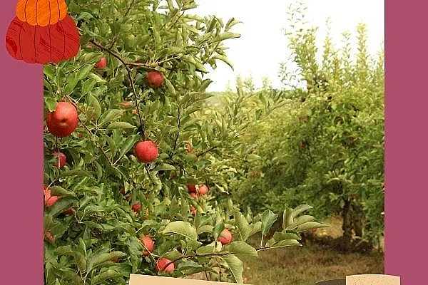 Trois générations au service du fruit