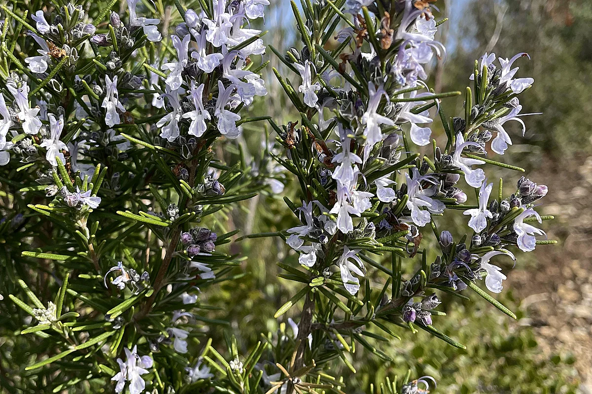 Randonnée flore d'automne et patrimoine septembre