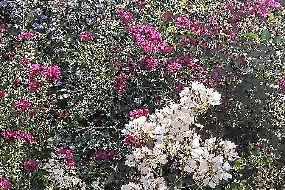 Journées européénes du patrimoine au jardin personnel d'André Eve