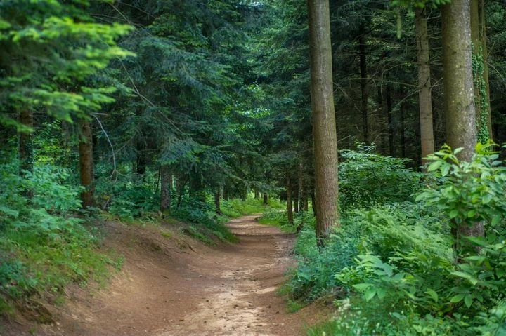 Tous en forêt des Vaseix !