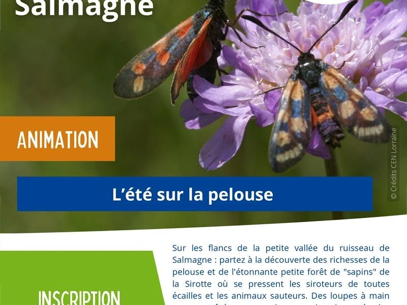 Animation nature - L'été sur la pelouse