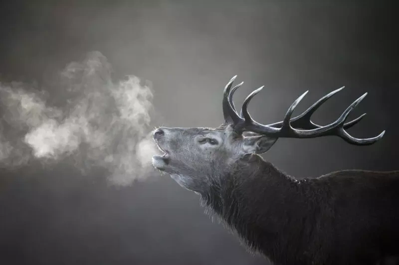 Soirée brame du cerf