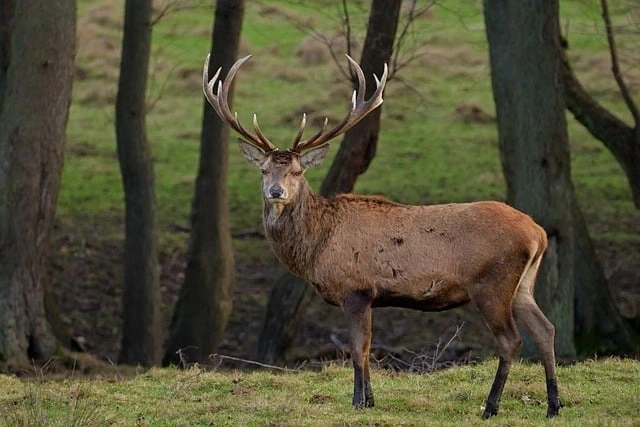 Vivre le brame du cerf