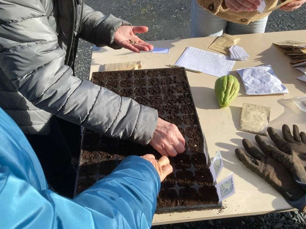 Atelier au potager en permaculture : les semis de printemps