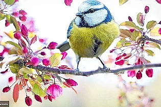 Découvrir les oiseaux dans les chemins de Vassy