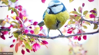 Découvrir les oiseaux dans les chemins de Vassy