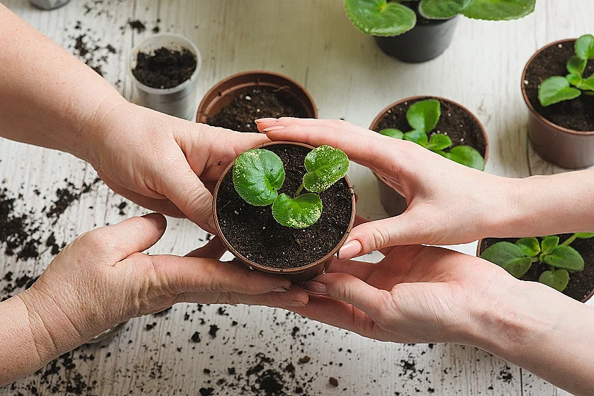 Troc aux plantes