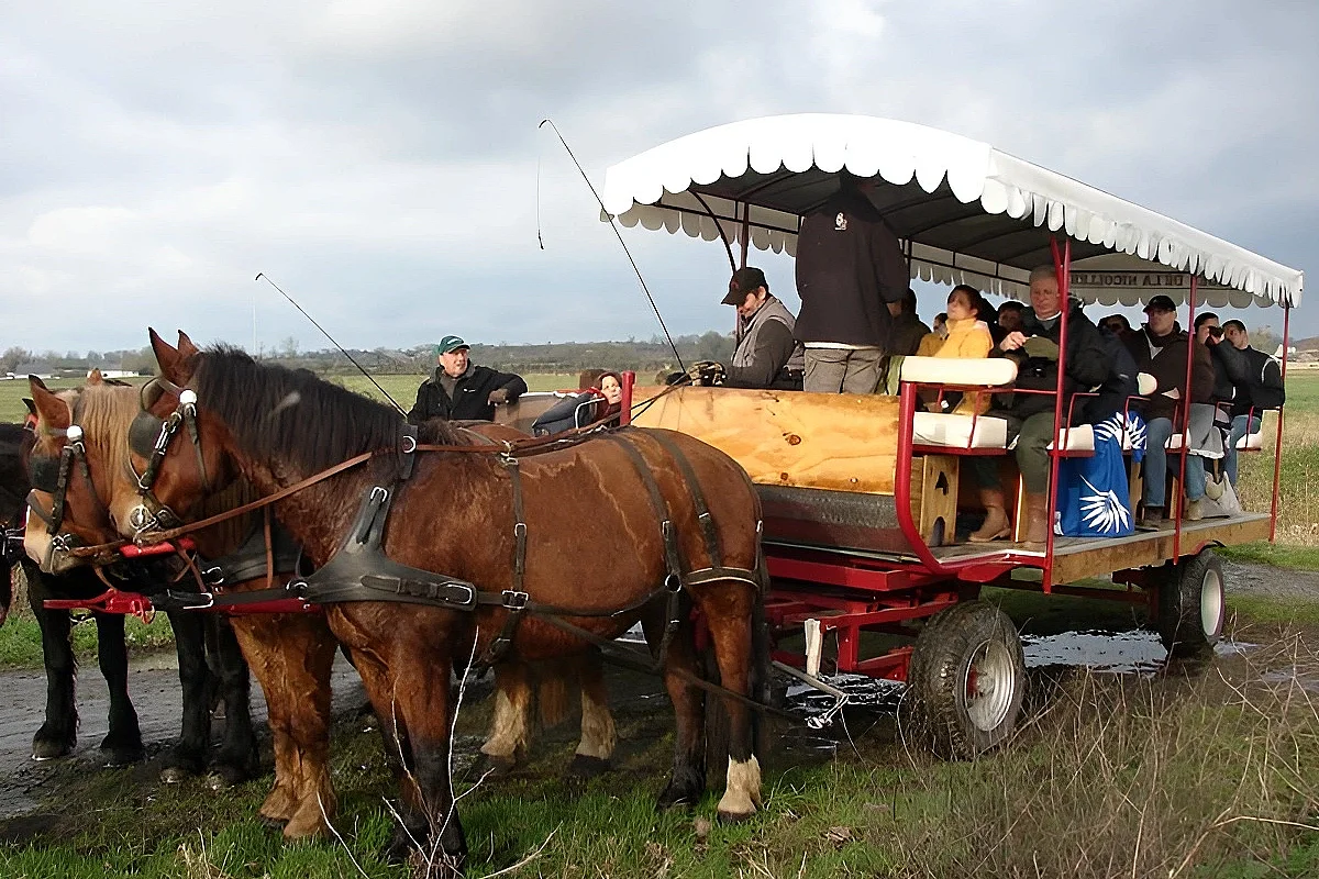 Balade en attelage : "St Germain du Pert, entre histoire et vergers, au rythme des chevaux"