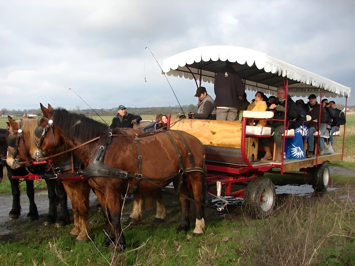 Balade en attelage : "St Germain du Pert, entre histoire et vergers, au rythme des chevaux"