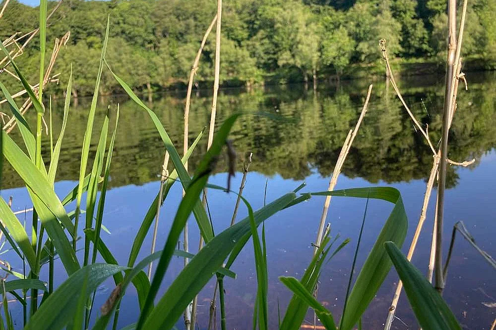 Atelier au potager en permaculture: zoom sur la mare et chantier de plantation