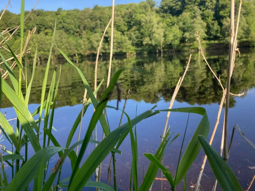 Atelier au potager en permaculture: zoom sur la mare et chantier de plantation