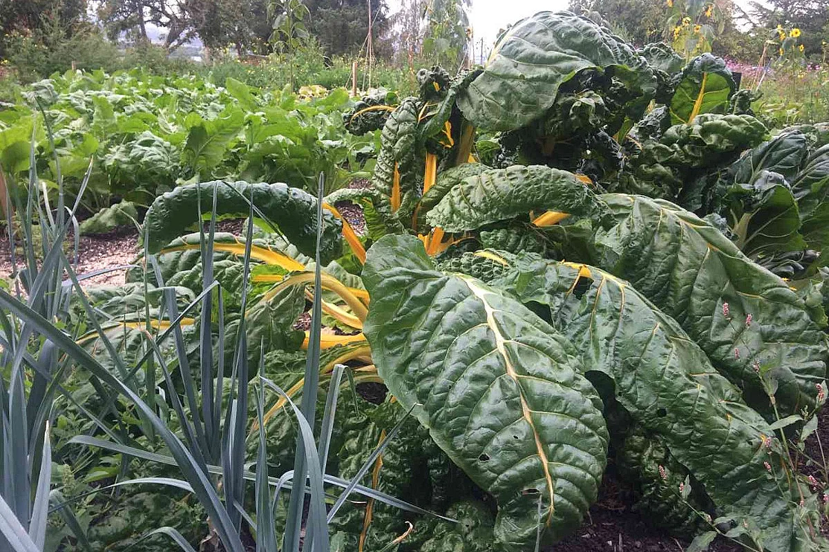Atelier au potager en permaculture : les plantes compagnes avec la Maison de la Nature et de la Pierre Sèche