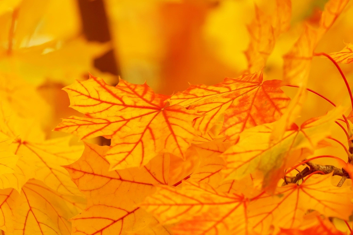 Atelier peinture "Vive l'automne"
