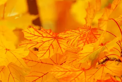 Atelier peinture "Vive l'automne"