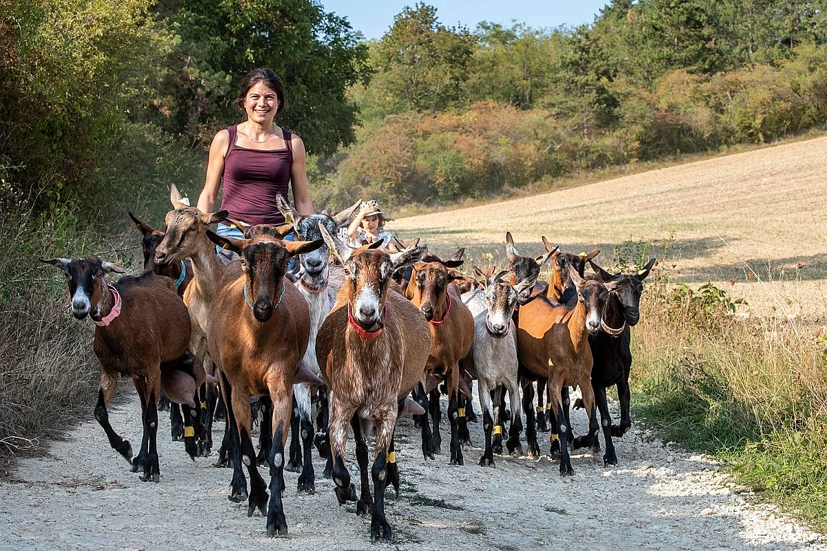 Balade avec les biquettes