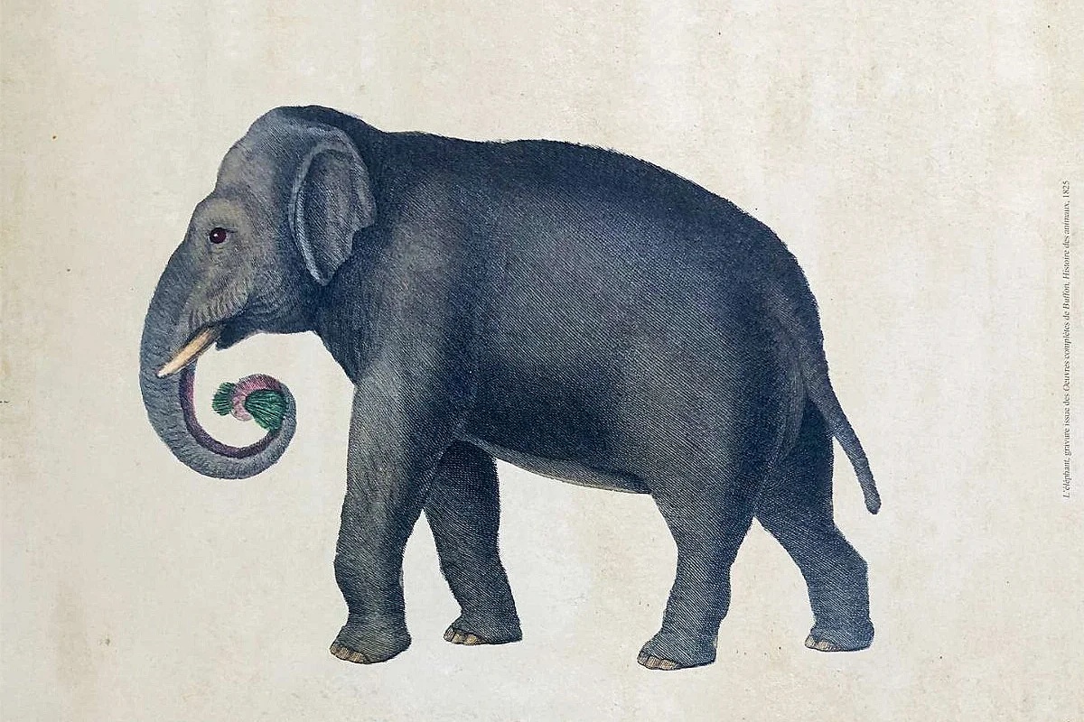 Gravures naturalistes issues des ouvrages du fonds patrimonial