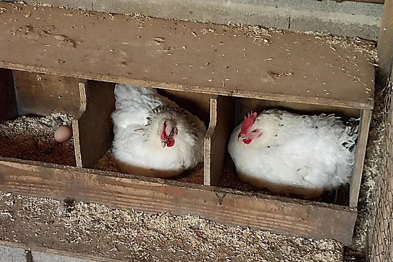 Nourrissage des animaux à la ferme Kieffer