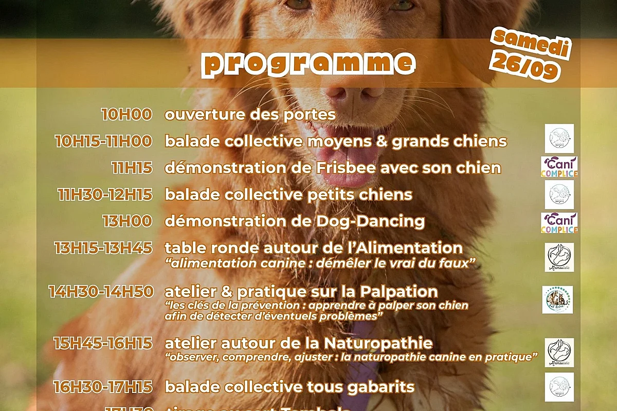 The doggy festival