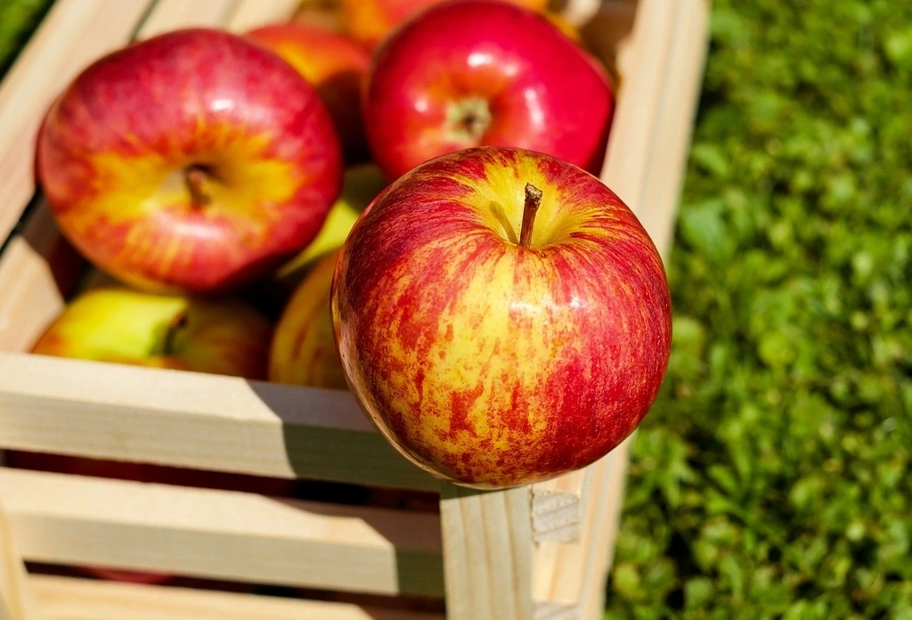Atelier "Pomme d'api" au Jardin Bourian