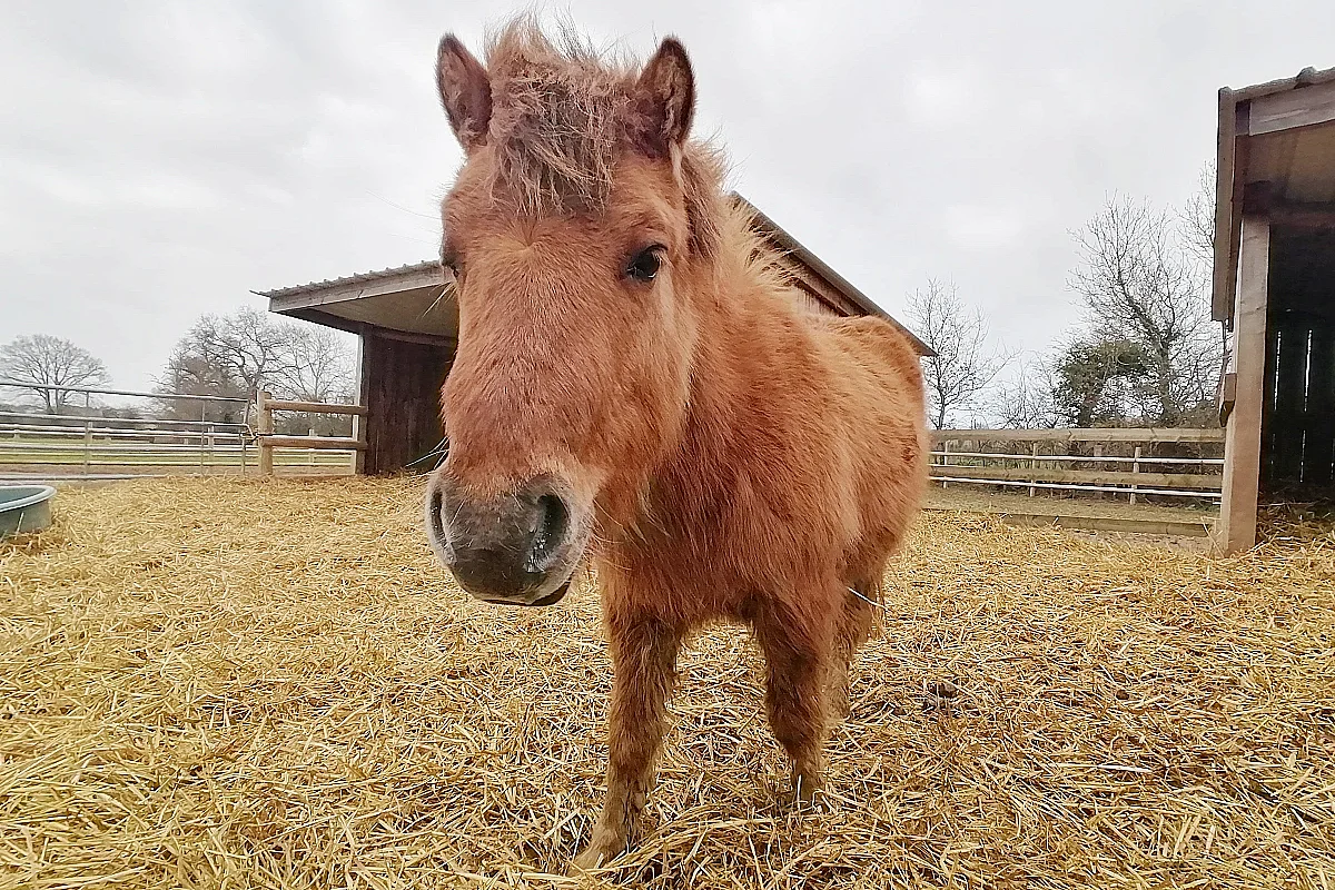 [Équidays] Initiation et découverte des soins aux poneys