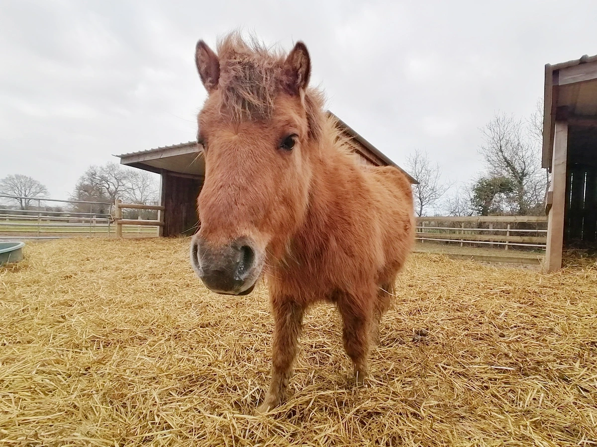 [Équidays] Initiation et découverte des soins aux poneys