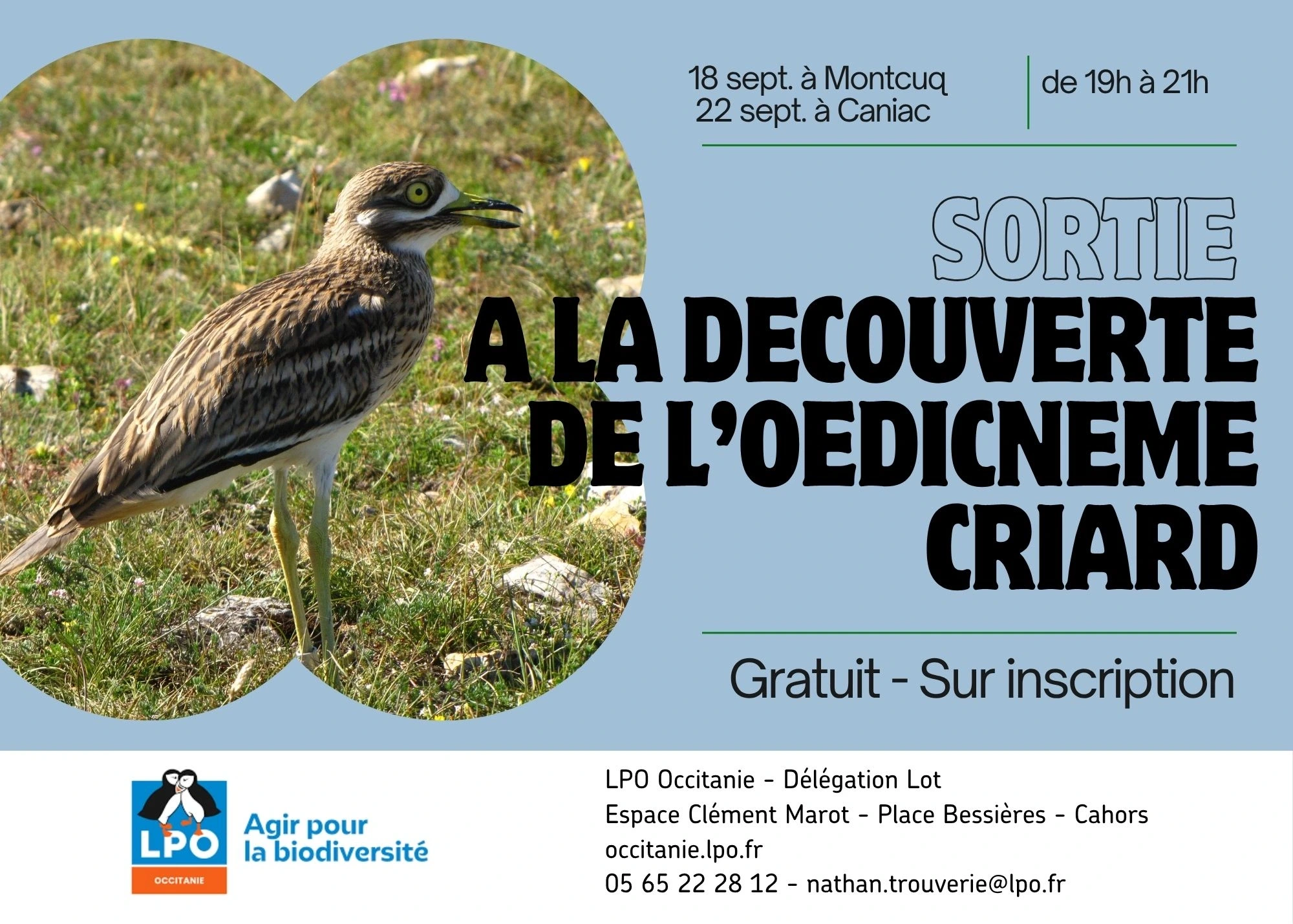 Sortie Nature : A la découverte de l'Œdicnème criard