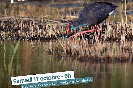 SORTIE OISEAUX