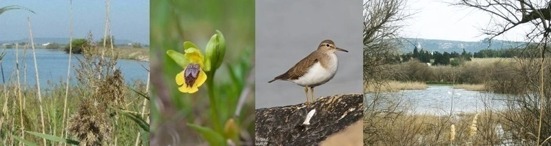 Visite ornithologique et naturaliste des marais de la Palun, 