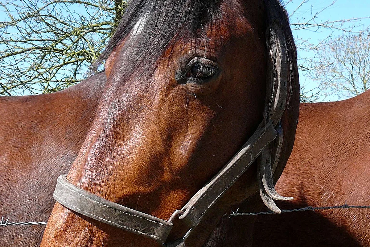 Exposition temporaire "Terre de champions, les célèbres chevaux d'Isigny-sur-Mer"