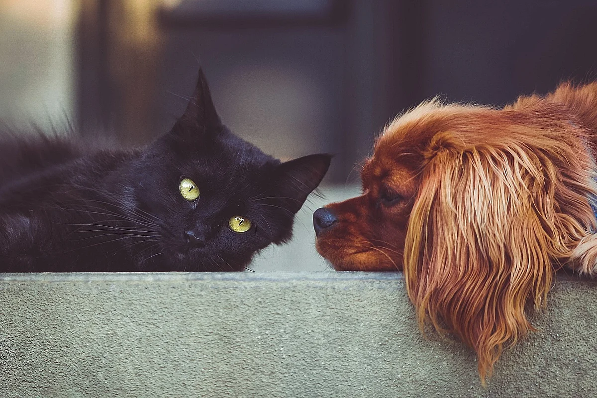 Atelier-conférence sur les animaux à la ferme : soins aux fleurs de Bach pour chiens et chats