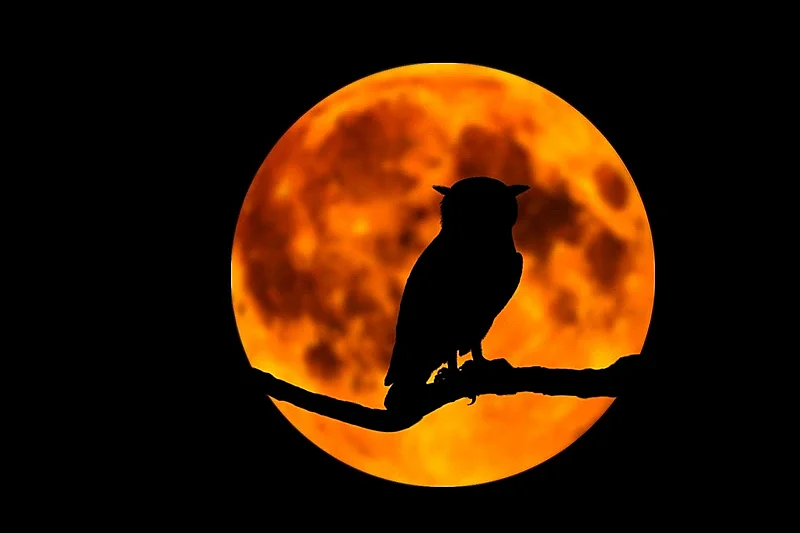 Sortie nature - Les secrets de la nuit
