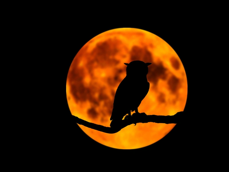 Sortie nature - Les secrets de la nuit