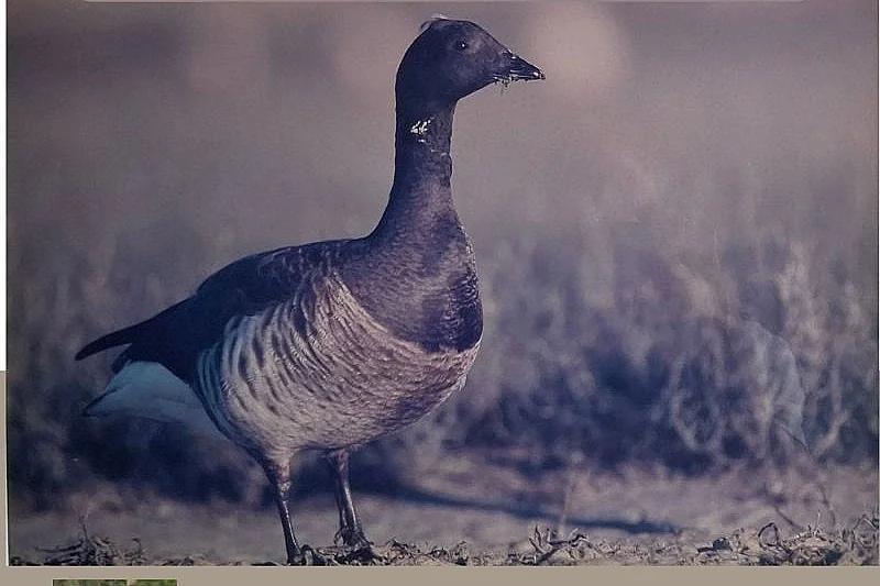 Balade découverte des oiseaux migrateurs du havre de la Vanlée
