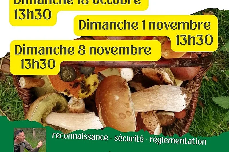 Balade découverte des champignons comestibles