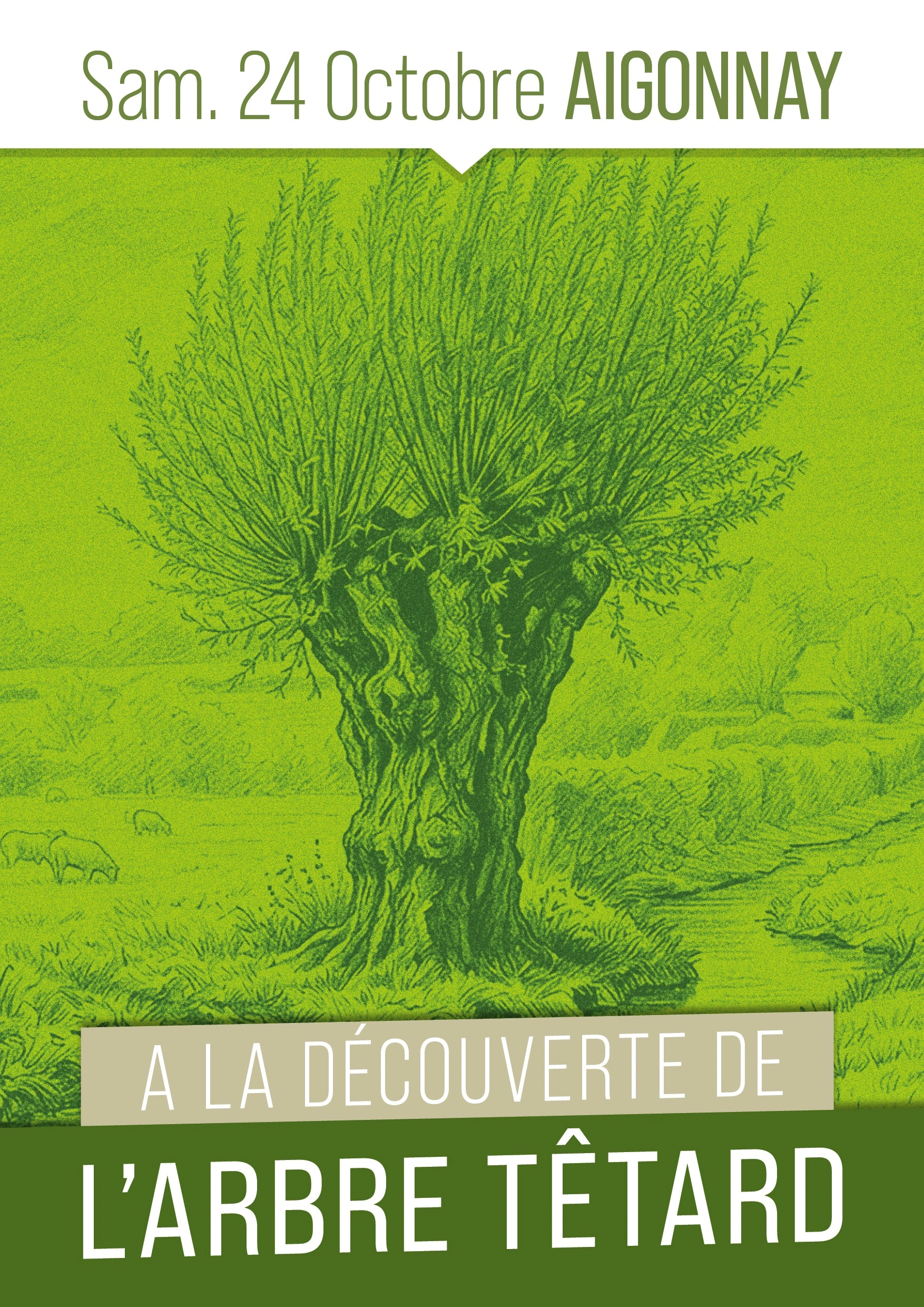 À la découverte de l'arbre tétard