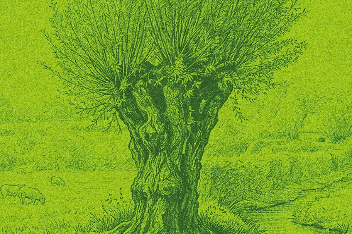 À la découverte de l'arbre tétard