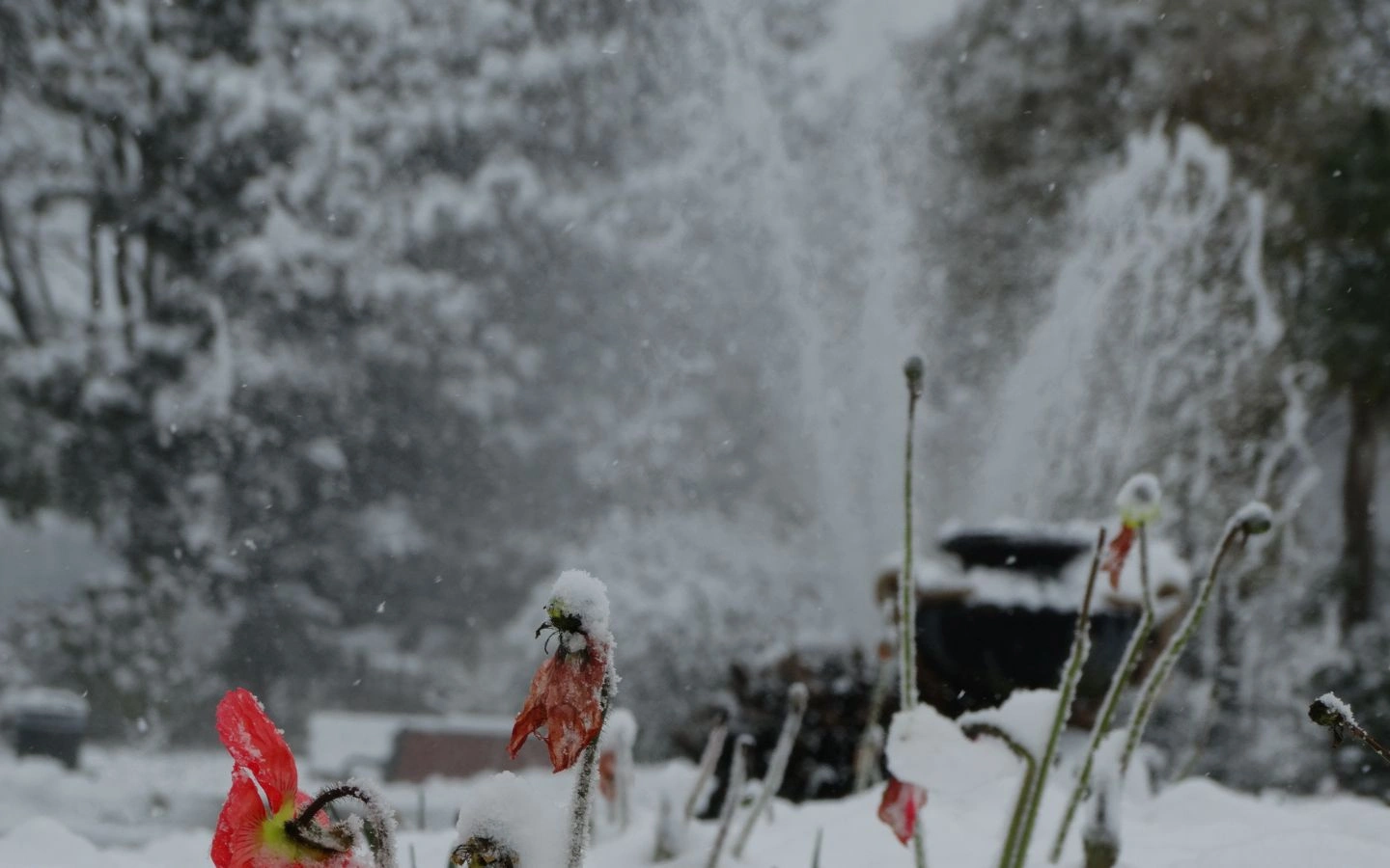 Pause archi patrimoine : l'hiver au jardin