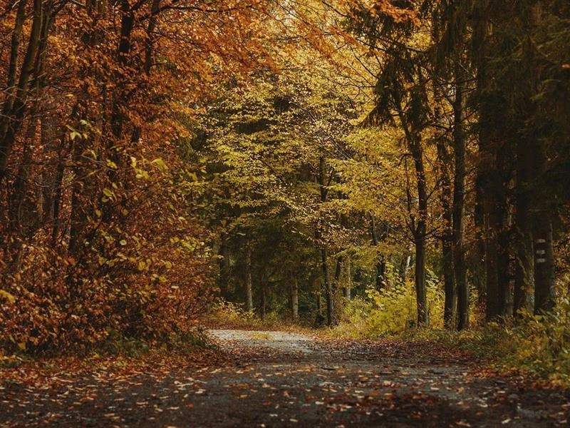 Conférence :  Mythologie des arbres