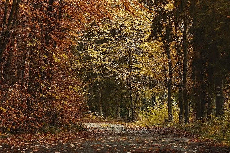 Conférence :  Mythologie des arbres