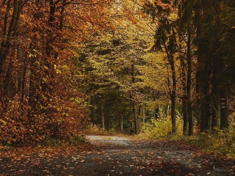 Conférence :  Mythologie des arbres