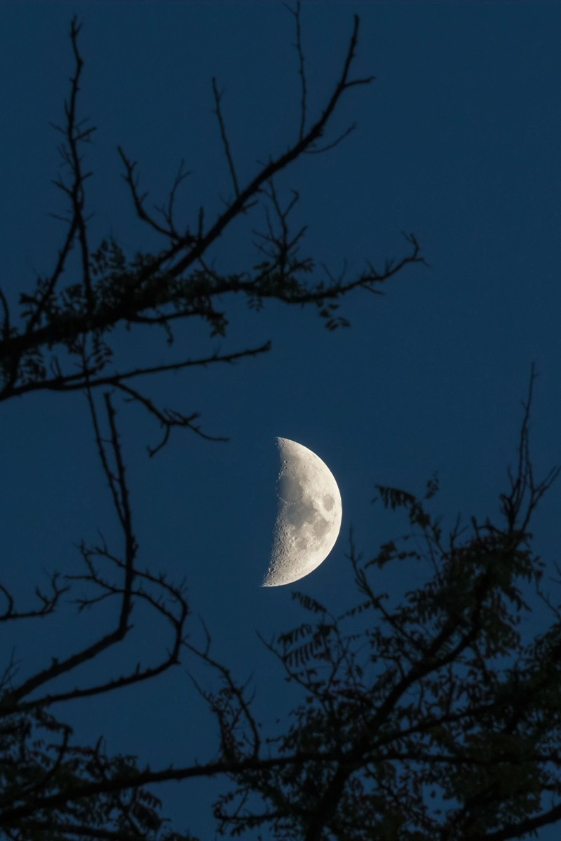 Balade nocturne en forêt