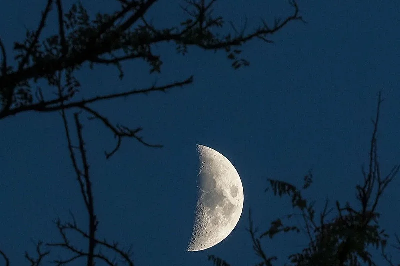 Balade nocturne en forêt