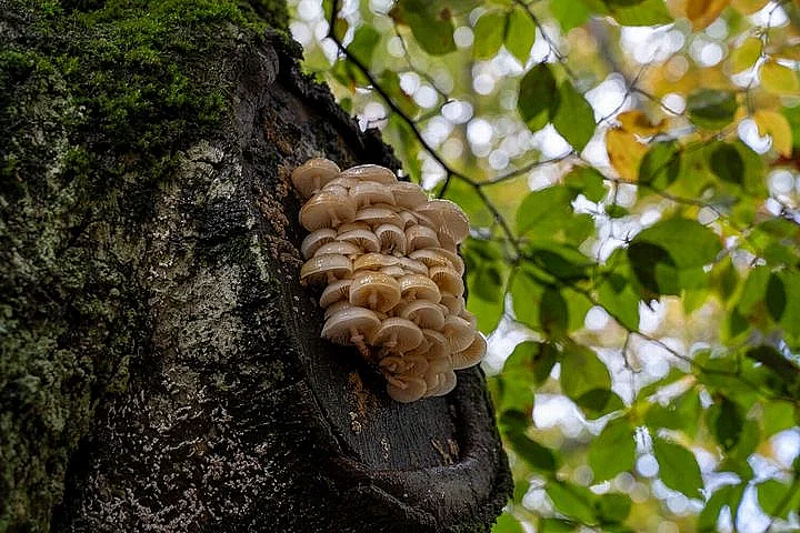 Découverte et recensement des champignons dans la forêt des Loges