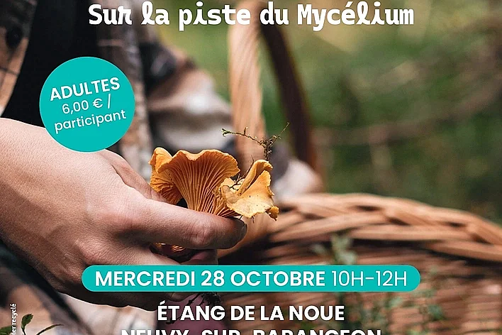 Sortie champignons