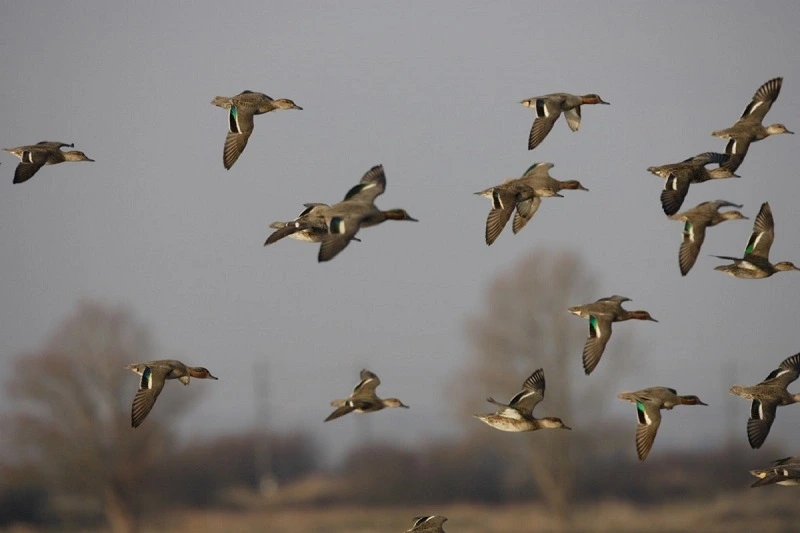 Observation des oiseaux migrateurs