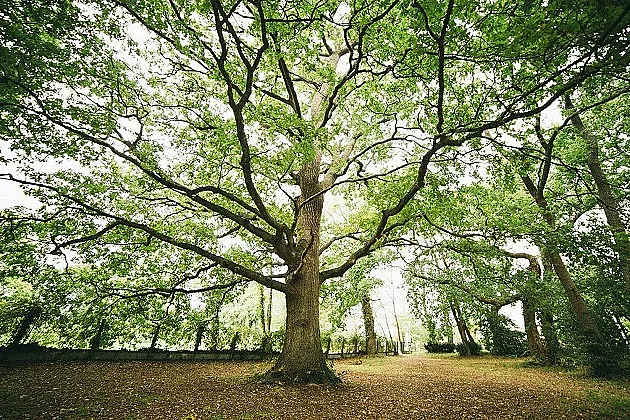 La forêt en tous sens
