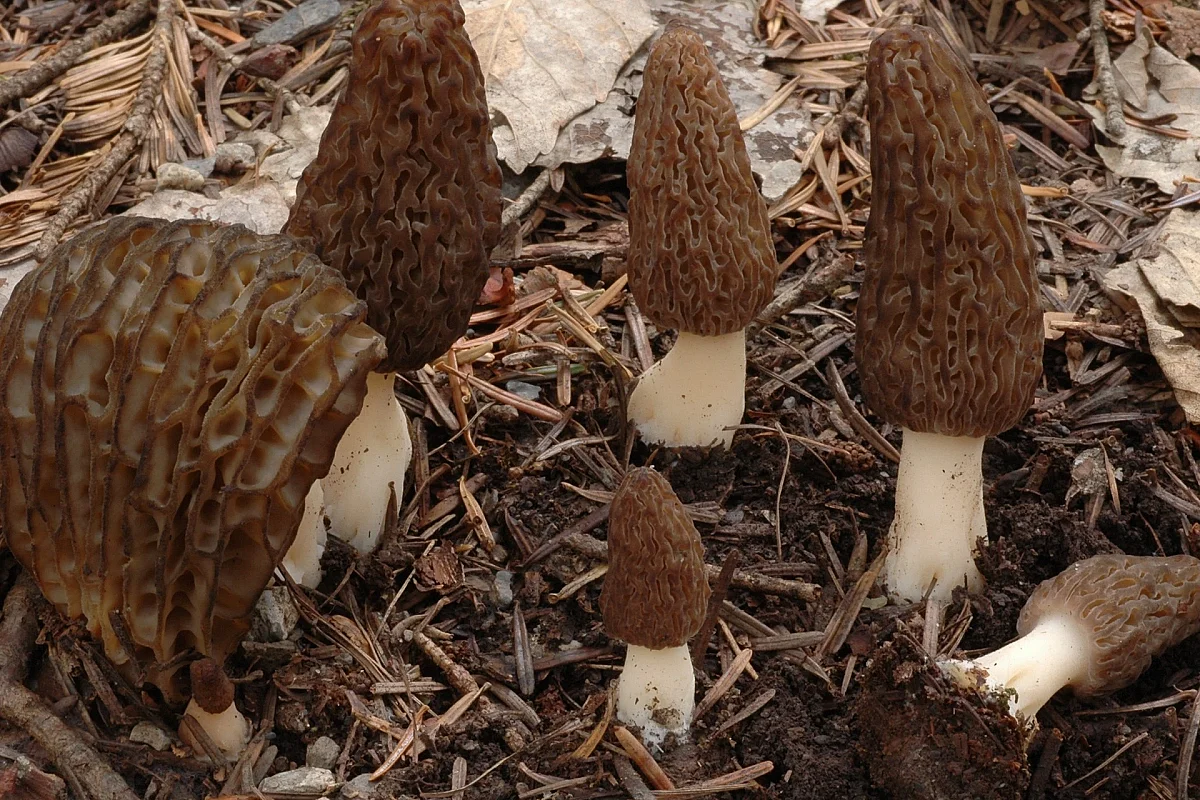 Salon du champignon